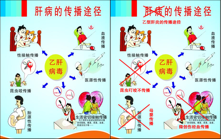 太不靠谱了!这么生动的乙肝科普宣传画竟是错的